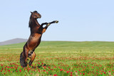 Fototapeta Konie - beutiful brown horse rearing on pasture