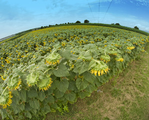 Wall Mural - Sunflowers in Tuscany