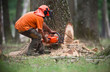 bûcheron coupe arbre abattage forêt préserver déforestation