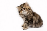 Fototapeta Zwierzęta - Persian kitten