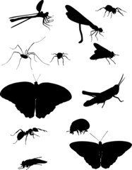 Wall Mural - twelve black insects