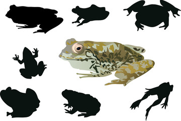 Poster - frogs collection isolated on white