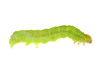 Canvas Print - bright green isolated caterpillar