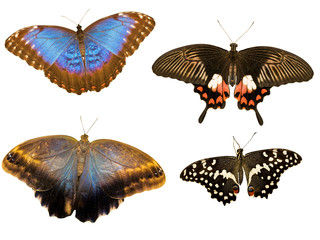 Wall Mural - collection of four tropical butterflies