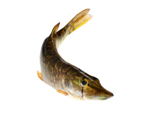 Wall Mural - small pike on white