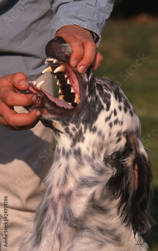Ouvrir La Mâchoire Dun Chien De Race Setter Anglais Buy