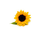 Fototapeta  - sunflower