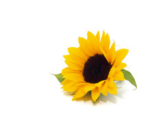 Sunflower Be Happy Poster Free Stock Photo - Public Domain Pictures