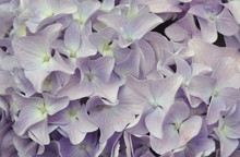 Purple Hydrangea Background