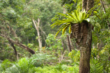 Tropical Epiphyte Fern