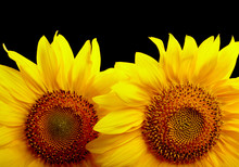 Two Sunflowers On Black Background