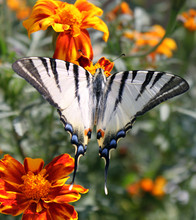 Butterfly (Scarce Swallowtail) With Opened Wings On A Flower