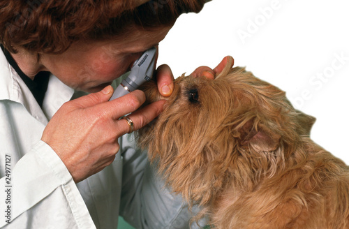 Fotografía examen au microscope des yeux d'un chien cairn terrier