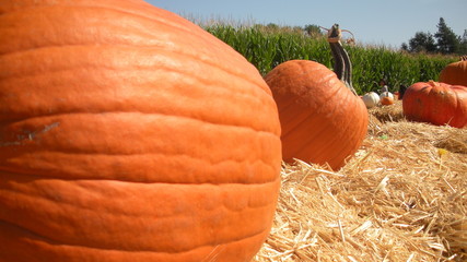 punpkin