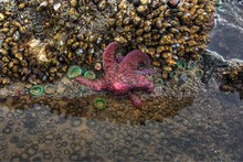 Starfish In Tide Pool