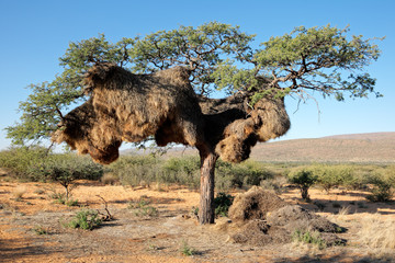 Poster - Sociable weaver nest in an African Acacia tree