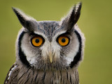 Fototapeta Zwierzęta - owl