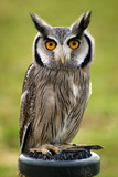 owl