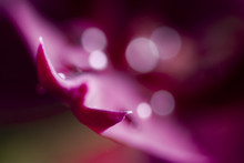 Pink Abstraction