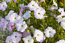 Group Of Blossoming Convolvulus Flowers On Green Grass