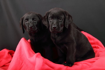 Portrait of Labrador Puppy