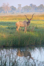 Large Male Greater Kudu