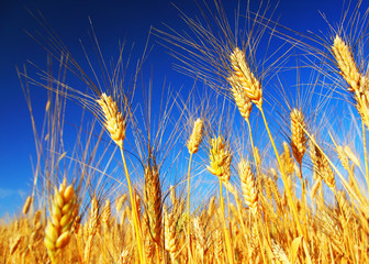 Wall Mural - Wheat field