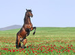 beautiful brown horse rearing on pasture