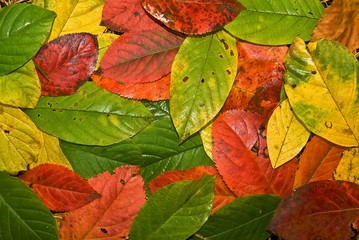 varicoloured autumn leaves background