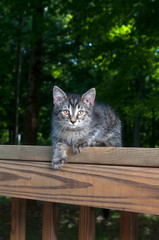 Poster - Cute tabby kitten laying on wooden railing