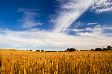 Wall Mural - Yellow wheat field