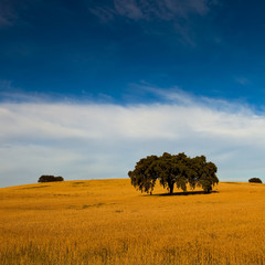 Wall Mural - Yellow wheat field