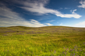 Wall Mural - Green meadow