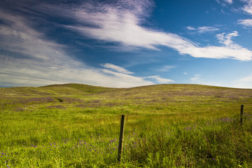 Wall Mural - Green meadow