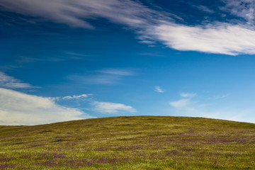 Wall Mural - Green meadow