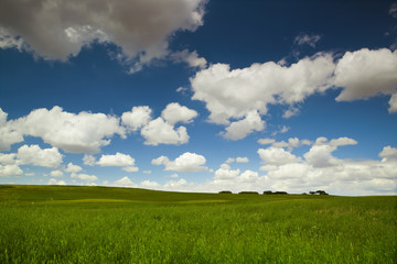 Wall Mural - Green meadow