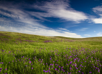 Wall Mural - Green meadow