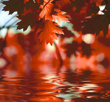 Red Autumn Leaves Reflecting In The Water