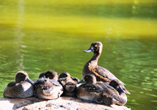 Mama Duck With Baby Ducks, Ducklings