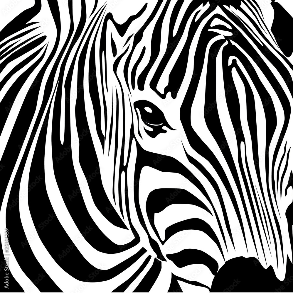 zebra