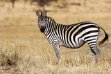Fototapeta Sawanna - zebra in the serengeti national park