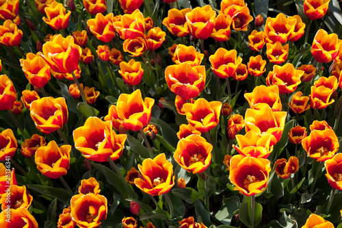 Bouquet De Fleur Buy This Stock Photo And Explore Similar