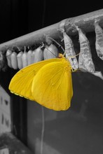 Yellow Butterfly (cloudless Sulphur) On B&W