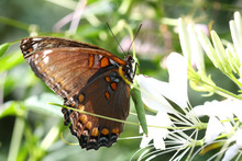 Red Spotted Purple Butterfly Profile