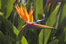 Bird Of Paradise Flower (Strelitzia Reginae)