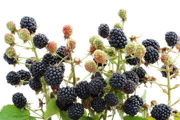 Wall Mural - Garden blackberry on branches