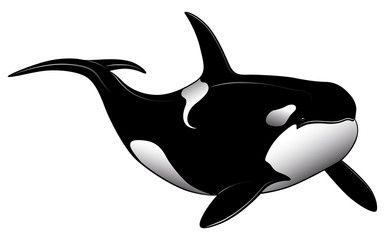 Wall Mural - Killer whale in the form of a tattoo