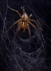 Canvas Print - Funnel web spider