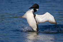Common Loon Flaps His Wings