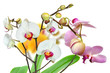 Orchideen 39.1